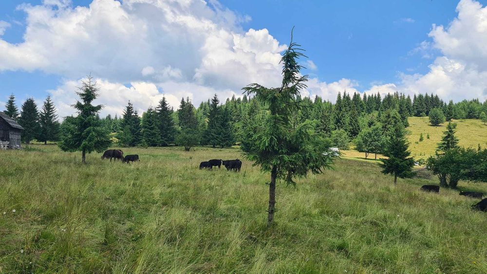 Vand teren 47.8 HA intravilan + extravilan Moisei/Viseu