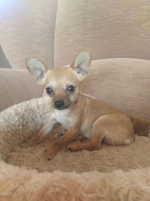 Вязка той терьера