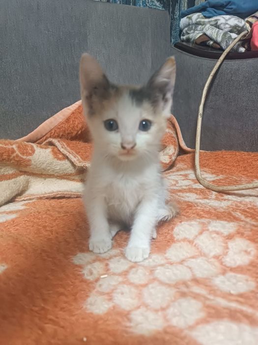 Отдам котят бесплатно