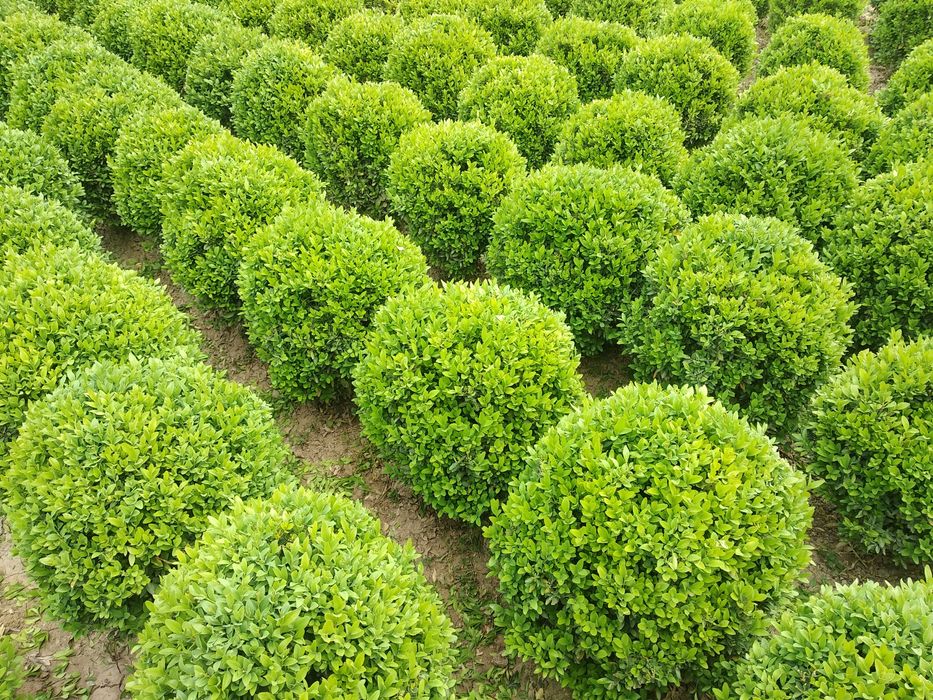 Shamshod kochat sotiladi