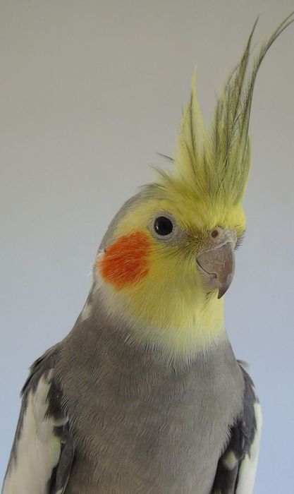 Попугаи корелла молодые