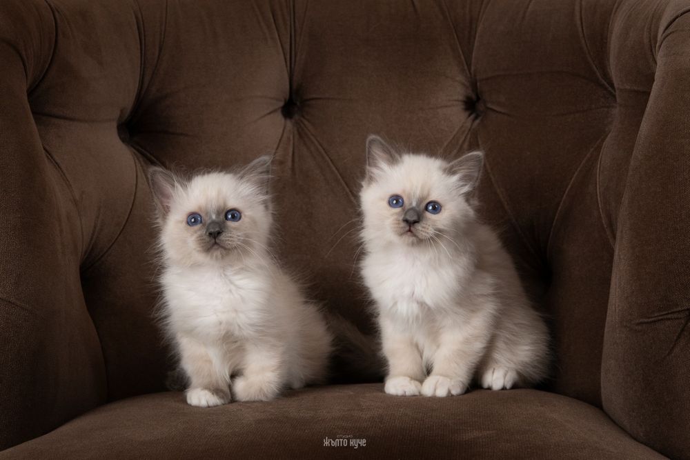 Бутикови котенца /Бирманска свещена котка