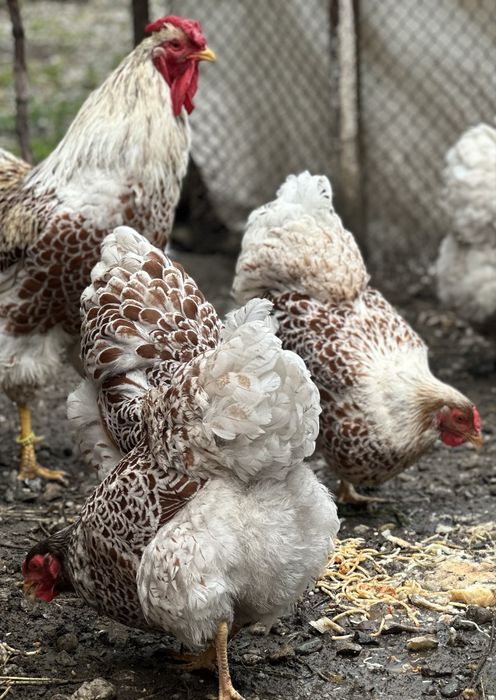 Vand oua wyandote splash