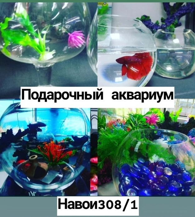 Рыбки в Афалине.(выше Шахристана)