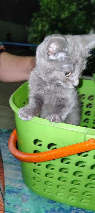 Малышка потеряшка ищет дом
