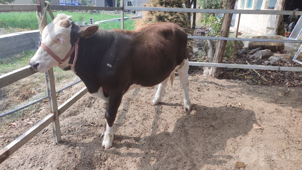 Simmental novvos
