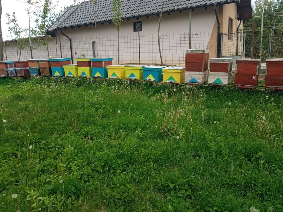 Miere de vanzare 300 kg de miere polifloră și 300 kg de miere de tei