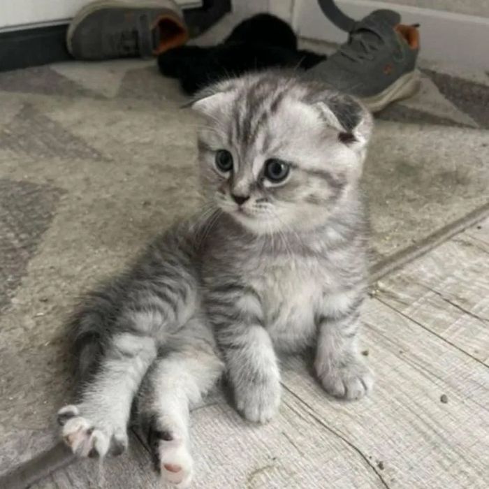 Миленькие Ребяточки