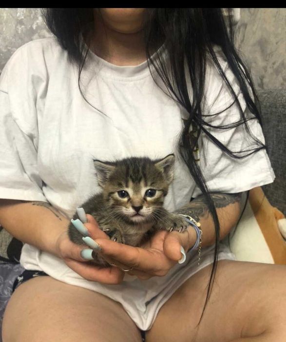 Отдам.        котят