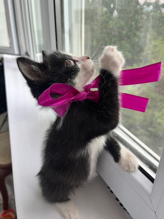 Котёнок Томас,красавчик!2 месяца.