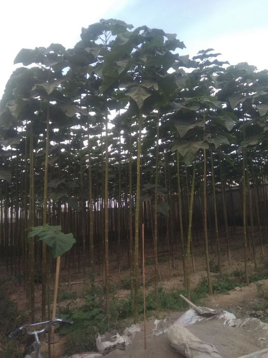 2 йиллик фте павловния кучатлар сотилади