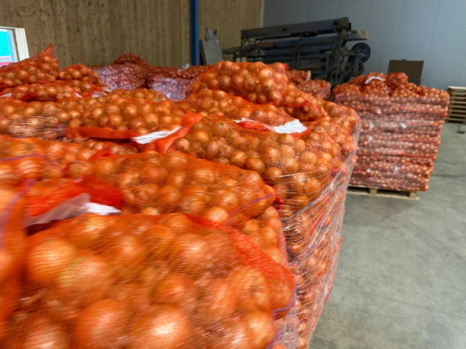 Ceapa nouă 10kg 2025