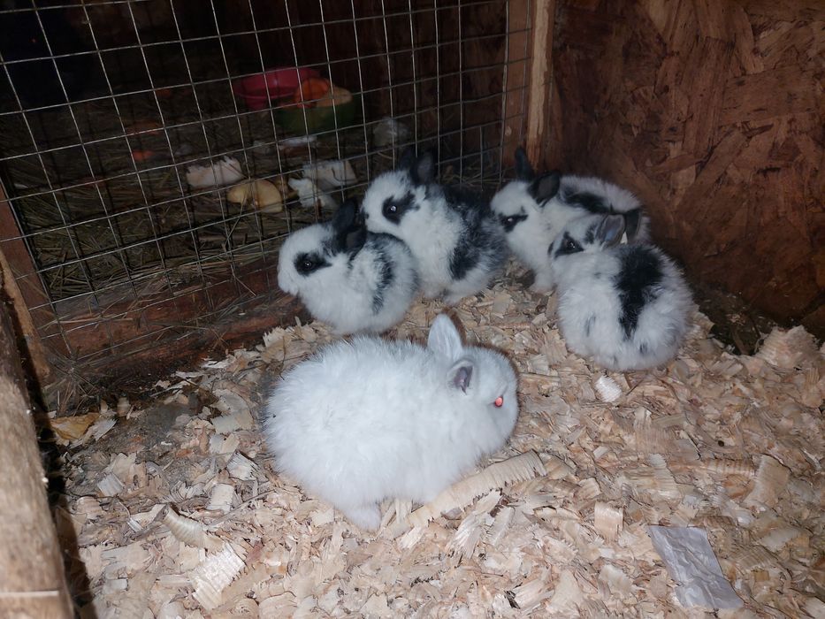 Продам Декаротивных кроликов