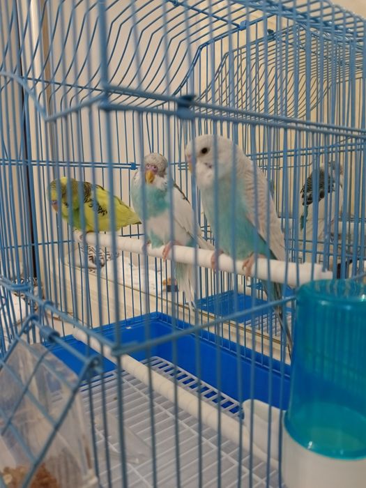 Попугай продается