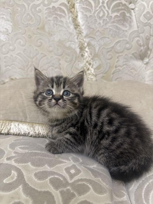Отдам котенка в хорошое рукт