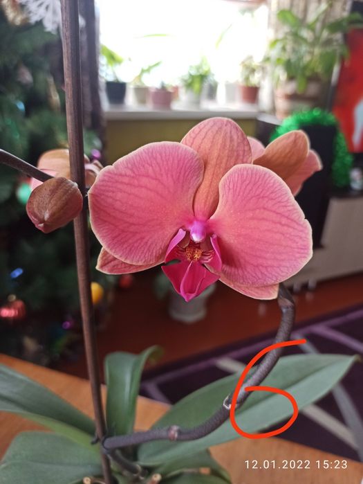 Продам орхидеи..