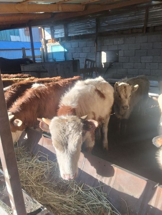 Бычок бука сатылад