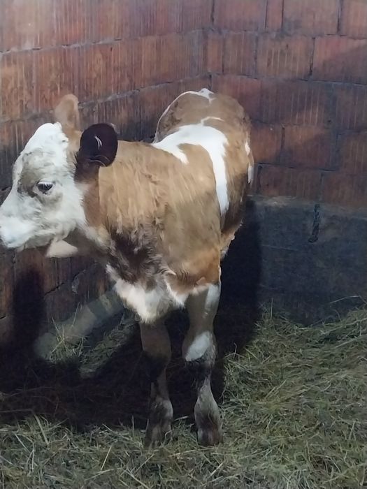 Vând 2 vitele baltata 3,5luni