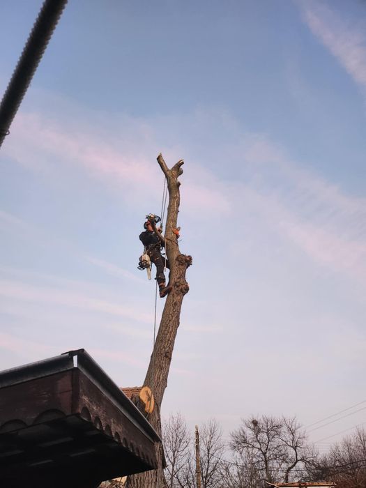 Професионално Рязане на Опасни Дървета!