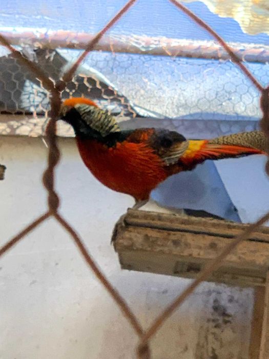 fazani adulti auriu pe rosu , schimb cu femele sau vand ,