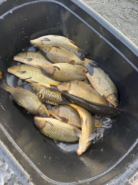 Сазан(карп), продам