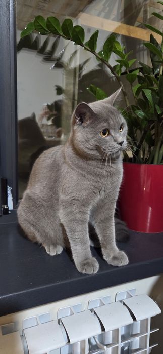 Продам кота.мальчик