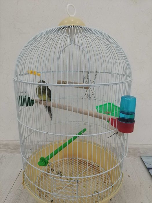 Попугай девочкаа