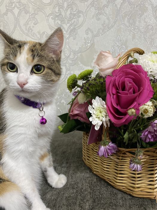 Отдам Кошку бесплатно