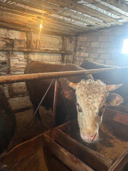 Откорм бұқалар Орал қаласы