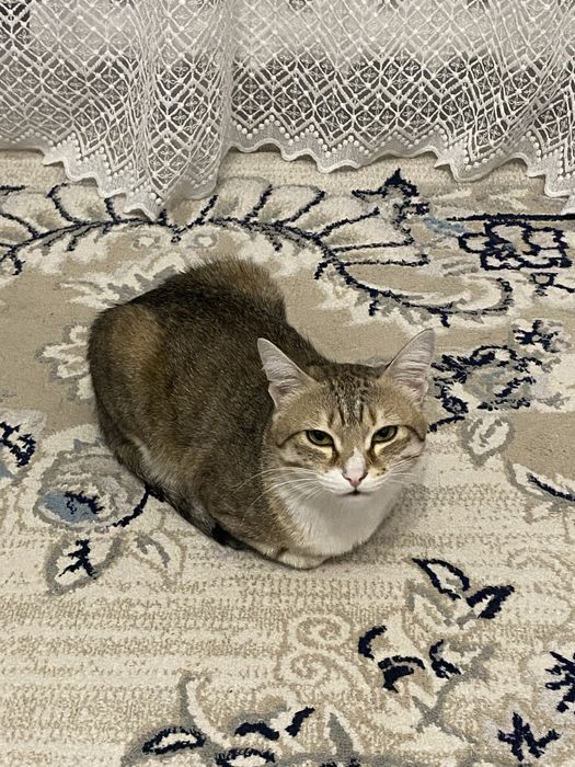 Дарим кота в хорошие руки.