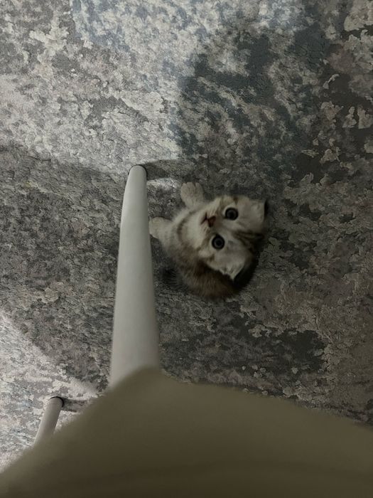 Котёнок, девочка, 2 месяца