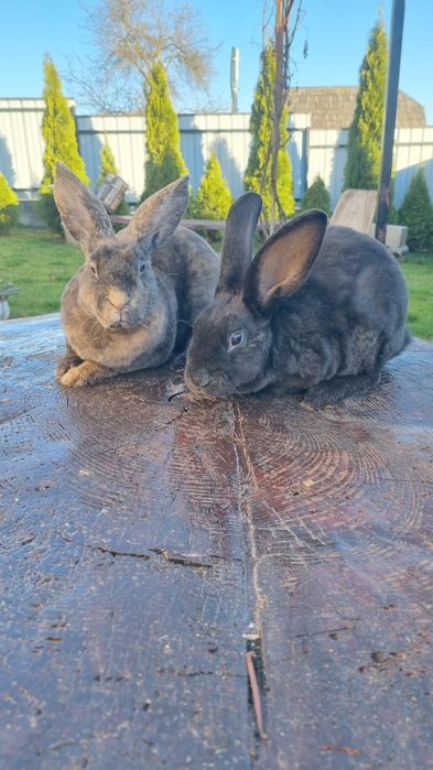 Vând 2 femeluțe rex