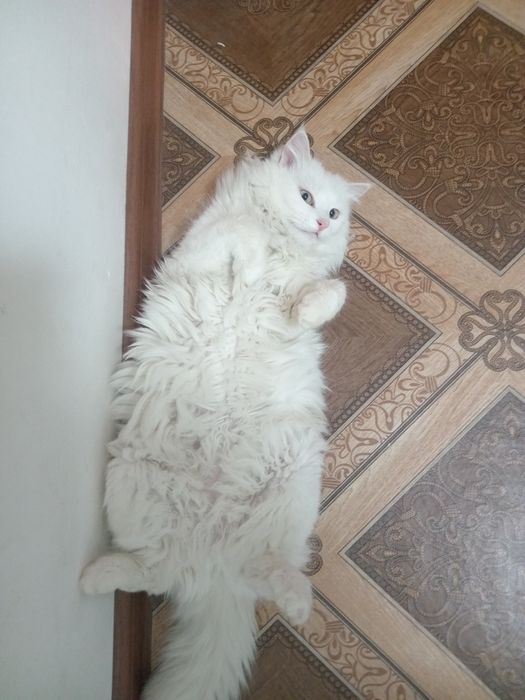 Турецкая ангорка