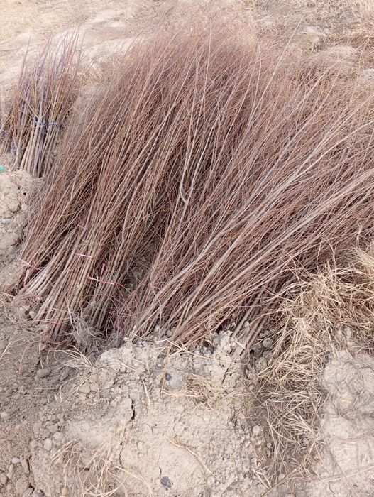 Yashil makon loyihasi uchun turli xil manzarali koʻchatlar sotiladi