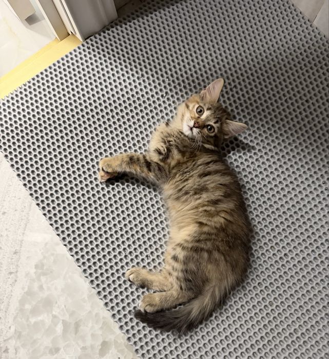 Котенок девочка ищет дом