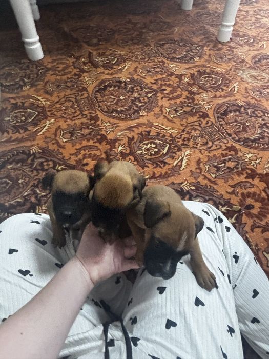 Щенки немецкого боксера