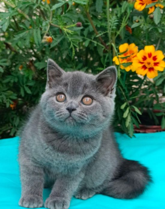 Питомник Cute flyffy