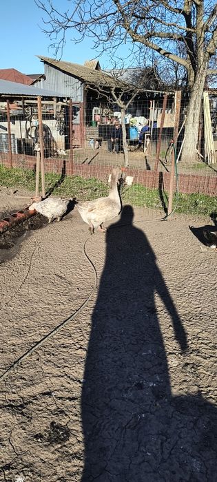 Oua de gasca rasa mare