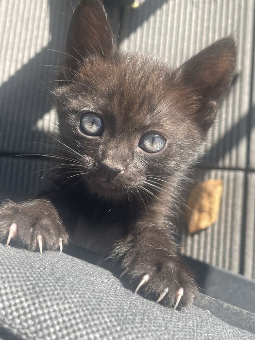 Pisicuta pt adoptie