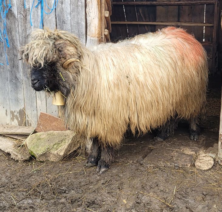 Vând berbec tânăr!