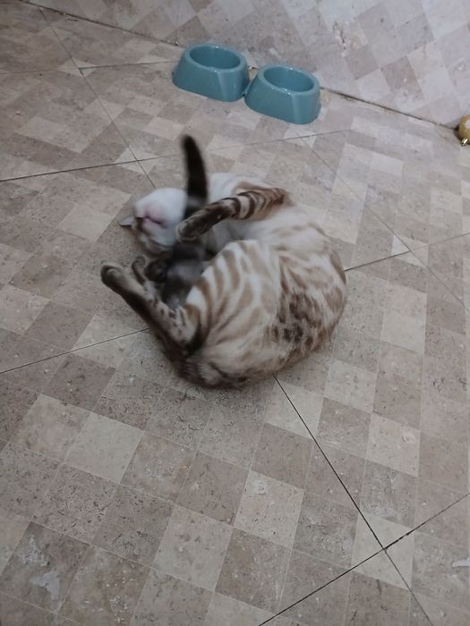 Бенгальская  кошка продам