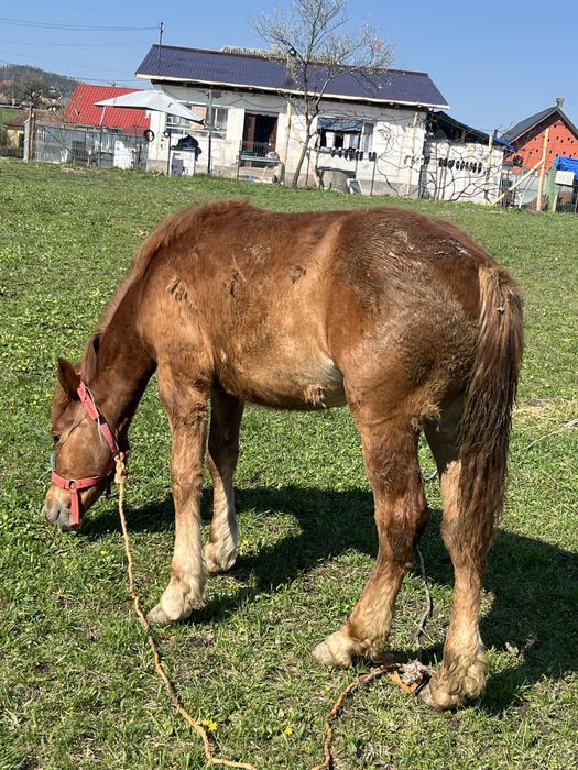 Vând sau  schimb cu o vacă mai multe detalii în privat