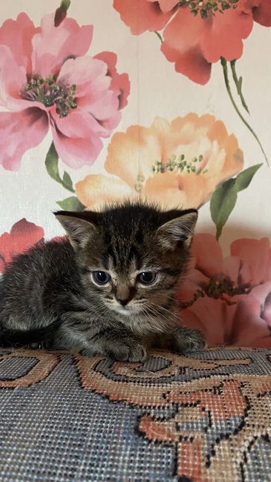 Котята в доброе руки
