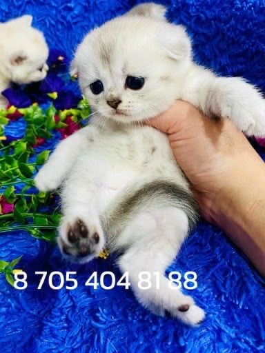 шиншилла золото. еребро