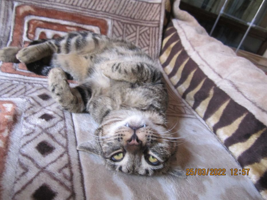 Кот бенгальской породы в добрые руки!