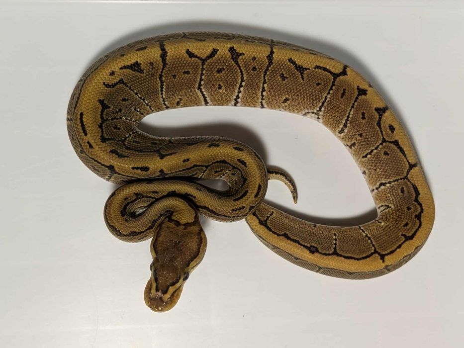 Кралски Питони - Различни разцветки