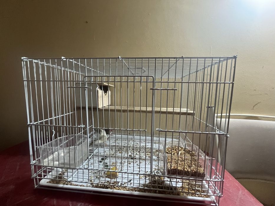 продается попугаи