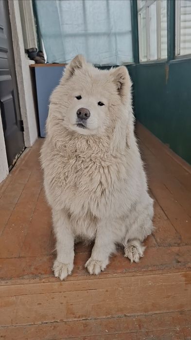 Племенной Самоедская Собака