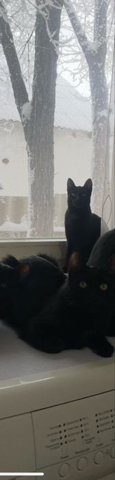 Отдам в добрые руки котят