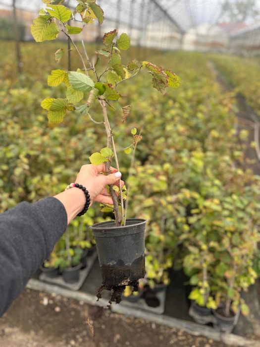 Oferta de primavara - Plante de alun la ghiveci